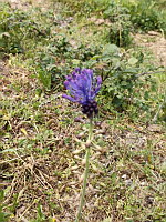 Muscari a toupet - Muscari comosum (photo Mrugala F.)(6)